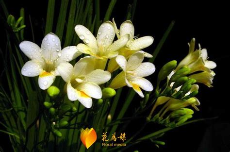 跳舞蘭 花語|蘭花的花語和其背後的故事你知道嗎？